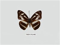 藏品(寬帶蛺蝶)的圖片